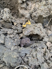 Rhinella humboldti