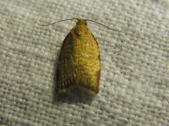 Clepsis siciliana