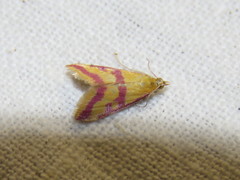 Pyrausta sanguinalis