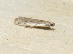 Phycitodes saxicola