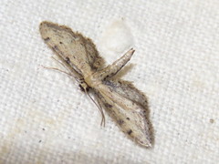 Idaea attenuaria