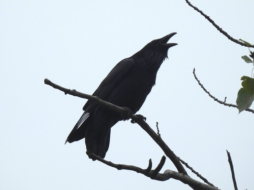 Common Raven photographed in New Jersey