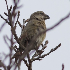 Loxia pytyopsittacus