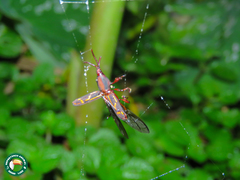 Estenorhinus