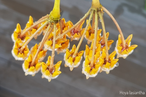 Hindu Rope Plant