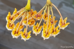 Hoya lasiantha