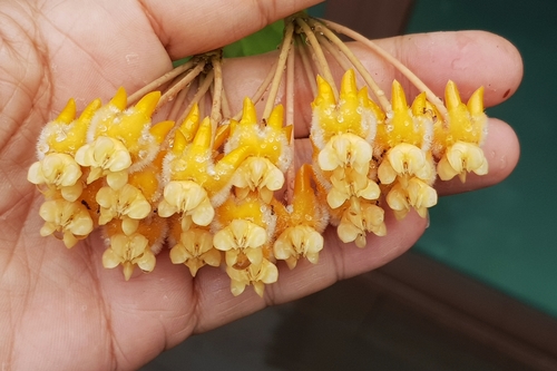 Hoya praetorii 3
