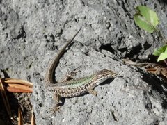Podarcis siculus