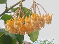 Hoya lasiantha