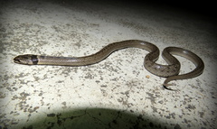 Macroprotodon brevis