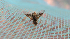 Thyridanthrax elegans