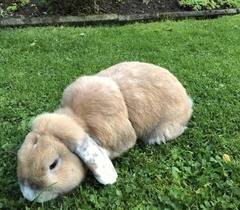 Oryctolagus cuniculus