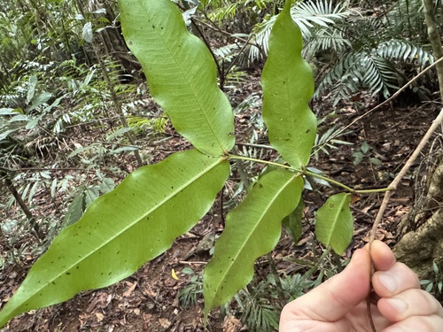 Syzygium hedraiophyllum, 2025-09-21