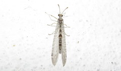 Gymnocnemia variegata