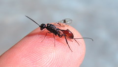 Aulacidae