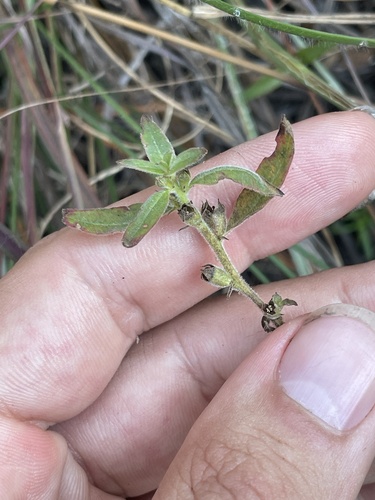Raven's seedbox (Ludwigia ravenii)