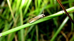 Eucosma cana