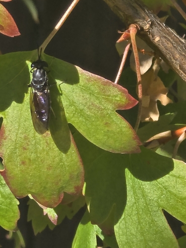 Unknown species found near South Salem, Salem, OR 97302, USA