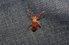 Gonocerus insidiator