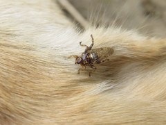 Hippobosca longipennis