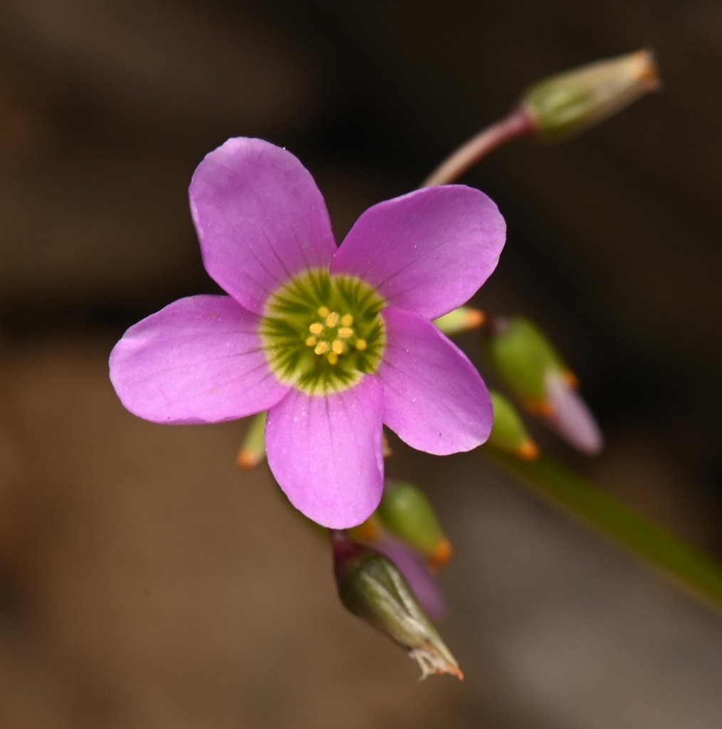 Oxalis latifolia — a medium houseplant, prefers full sun light