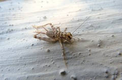 Gryllomorpha