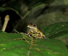Dendropsophus marmoratus
