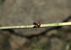 Gymnosoma nitens