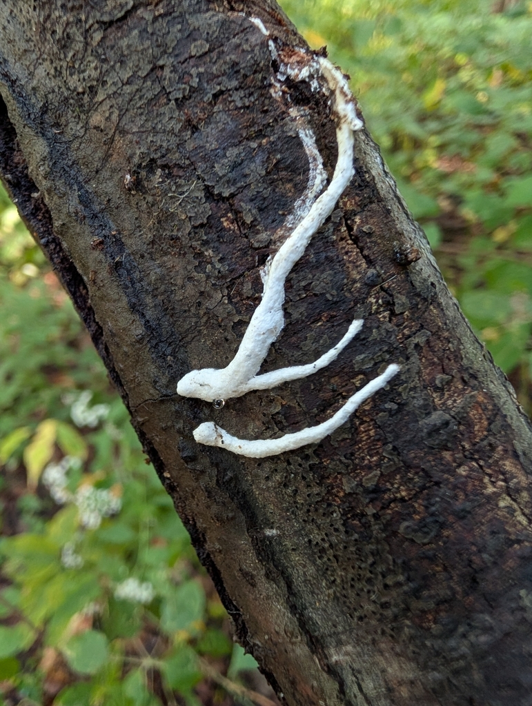 Fibricium sp. 'IN01'