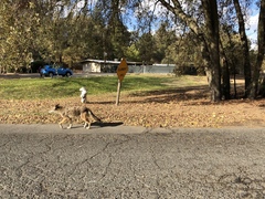 Canis latrans