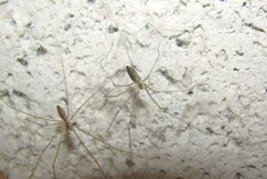 Holocnemus hispanicus