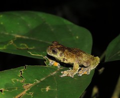 Dendropsophus marmoratus