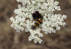 Trichodes leucopsideus
