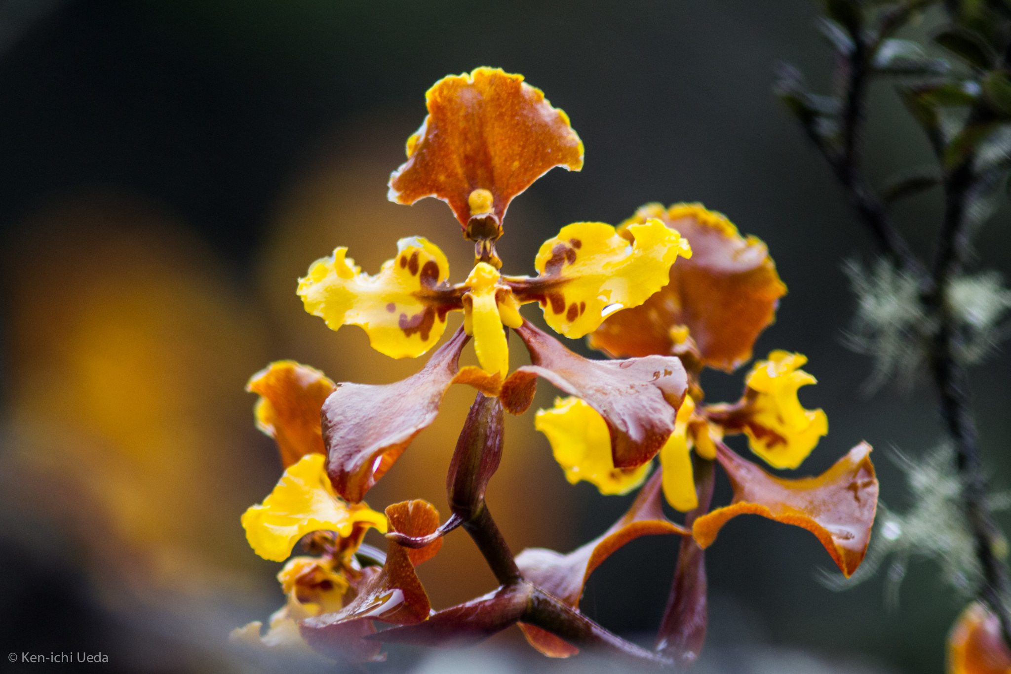 Cyrtochilum tetracopis (Rchb.f.) Dalström 4