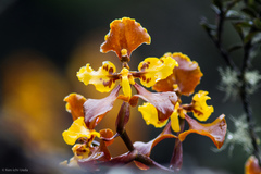 Cyrtochilum tetracopis