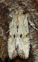 Lithophane patefacta