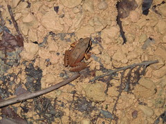 Leptodactylus mystaceus