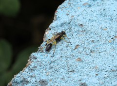 Sceliphron destillatorium