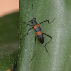 Stenochiini