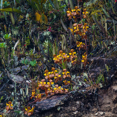 Cyrtochilum tetracopis