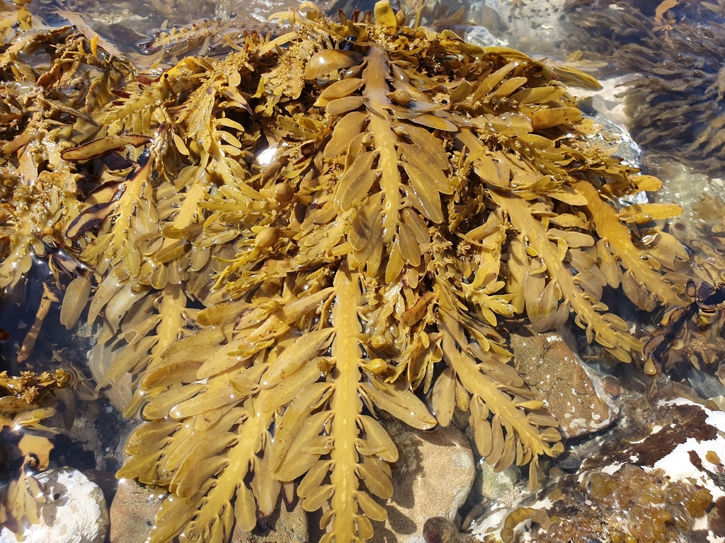 Carpophyllum