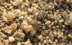 Gluvia dorsalis