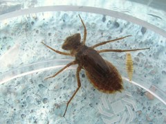 Crocothemis erythraea