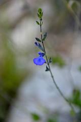 Salvia lycioides