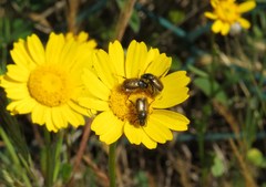 Chasmatopterus