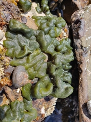 Codium convolutum
