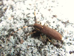 Agapanthia annularis