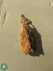 Dolichesia falsimonia