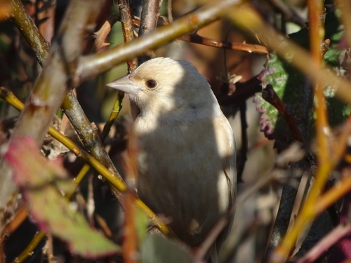 Brown-headed Cowbird photographed in Oklahoma