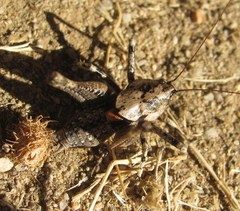 Thyreonotus bidens